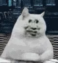 牛馬真的不能在一起嗎，牛和馬能不能在一起共事