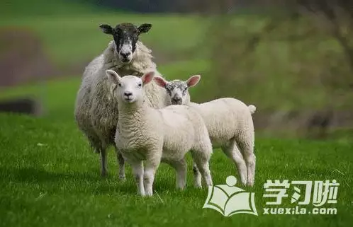屬羊的六十多歲今年多大了，屬羊今年多大歲數2022 年
