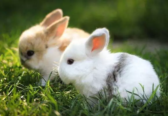 2、87兔和93年的姻缘:87年属兔男和93年属，配不