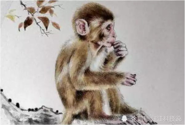 屬猴背後小人是誰,屬猴是9幾年的