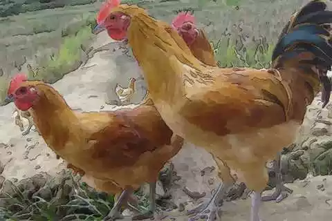 年年屬相衝突么：屬兔的和什麼屬相相剋