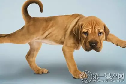 年屬狗的最佳配偶鼠：94屬狗的和什麼屬相最配