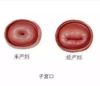 人最多生幾個孩子一胎：人可以生幾個孩子
