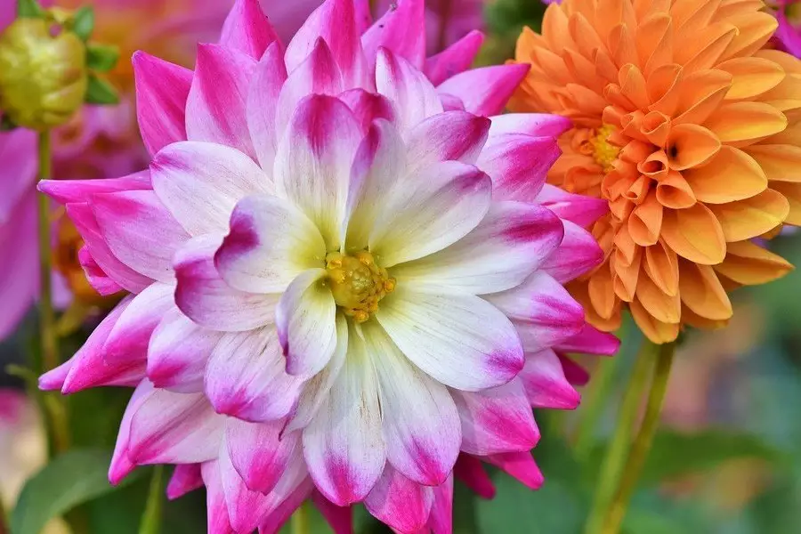 年生肖猴桃花運旺的月份：屬猴的年有沒有桃花運？