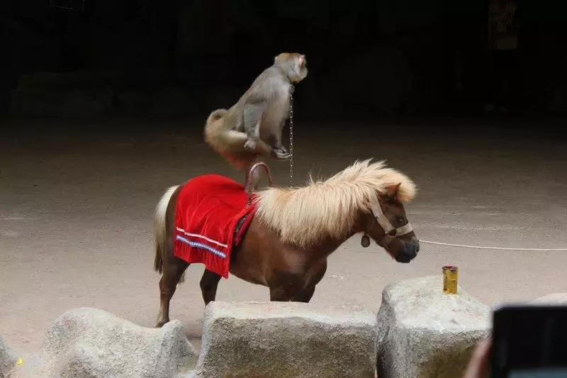 3、男馬和女猴婚配好欠好:男屬馬和女屬猴相配嗎