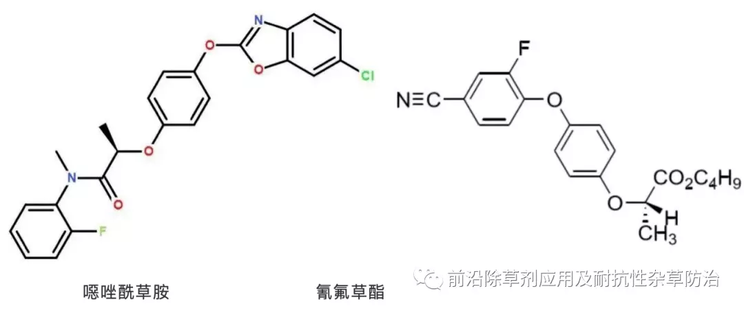 3、惡唑酰草胺與氰氟草酯婚配:氰氟草酯惡唑酰草胺可以和死蜱另有誰人吡蚜酮混用嗎