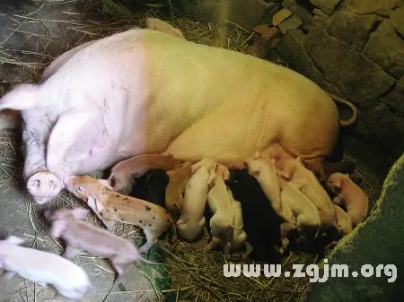 夢見自己的屬相豬在水裡：夢見在河裡瞥見類似豬的動物