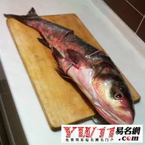 女人夢見抓到一條活魚：女人夢見捉活魚好嗎