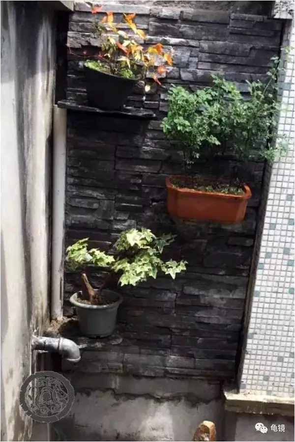 5、天井裡適合種什麼植物:在室內天井裡特別陰暗的地方栽什麼植物存活率高