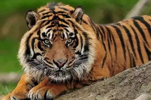 屬虎和屬猴的婚姻怎麼樣知乎：屬虎和屬猴的人在一起幸福嗎