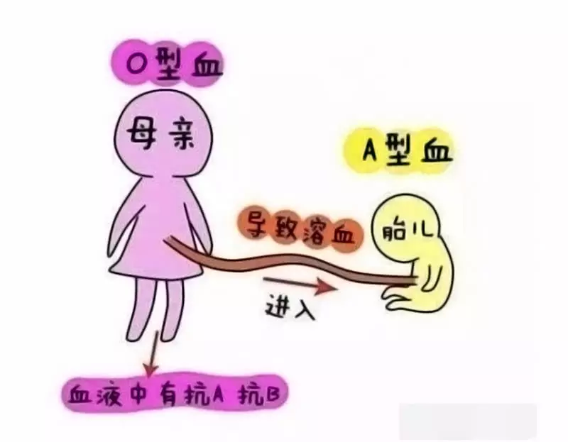4、a型血和ab型血婚配孩子:AB型血型與AB型娶親生的孩子是啥血型?