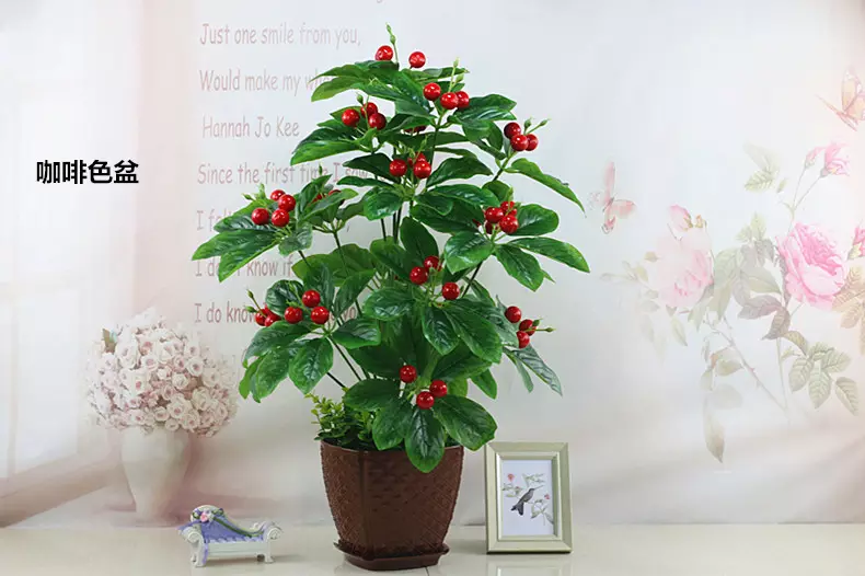 1、發財樹的花是什麼樣的圖片:發財樹是什麼樣子