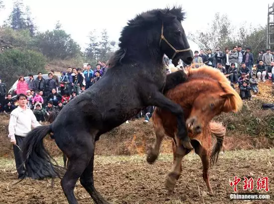 3、馬和兔婚姻相配嗎:屬兔子和屬馬的相配嗎