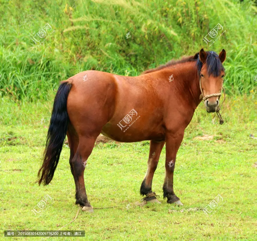 1、年屬與年馬婚配:72年的鼠跟78年的馬娶親好嗎?