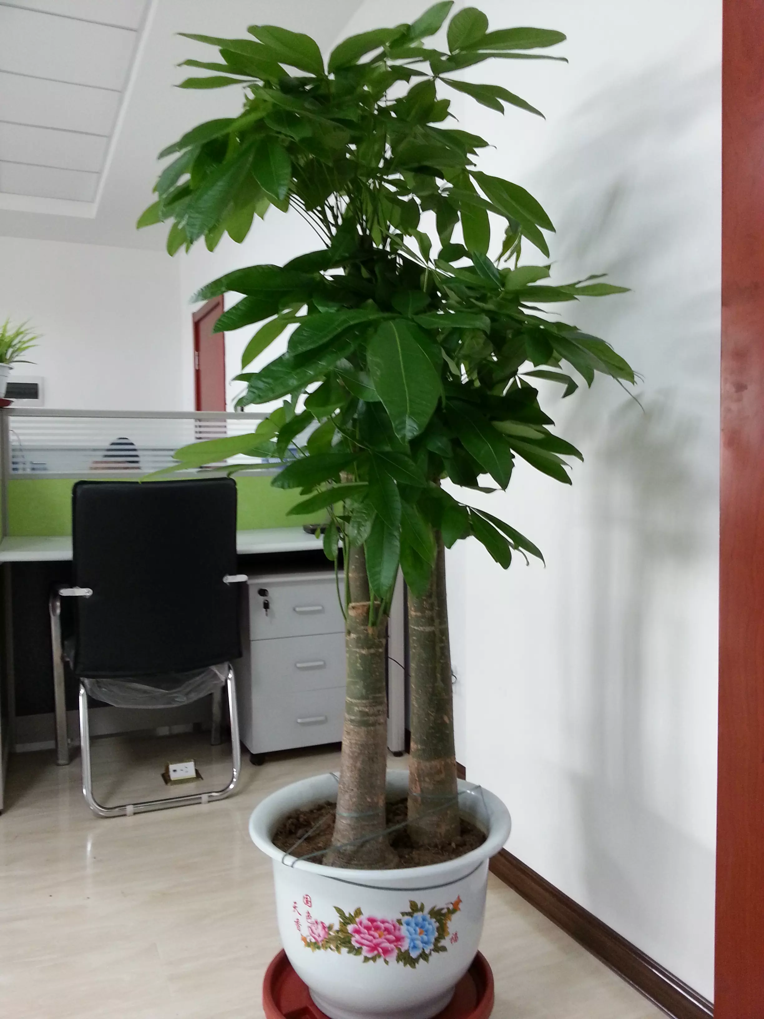 1、招財樹的種植方法:發財樹的種植方法。