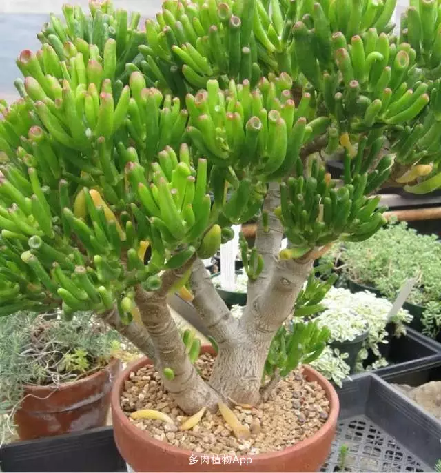 5、吸財樹造型圖片大全:有幾種發財樹。怎麼區別？可以留個圖片我看看