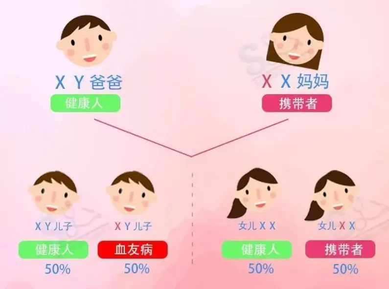 2、血友病病人及女性攜帶者不宜婚配:寫出一個男性血友病和一個女性攜帶者婚配的遺傳圖解？
