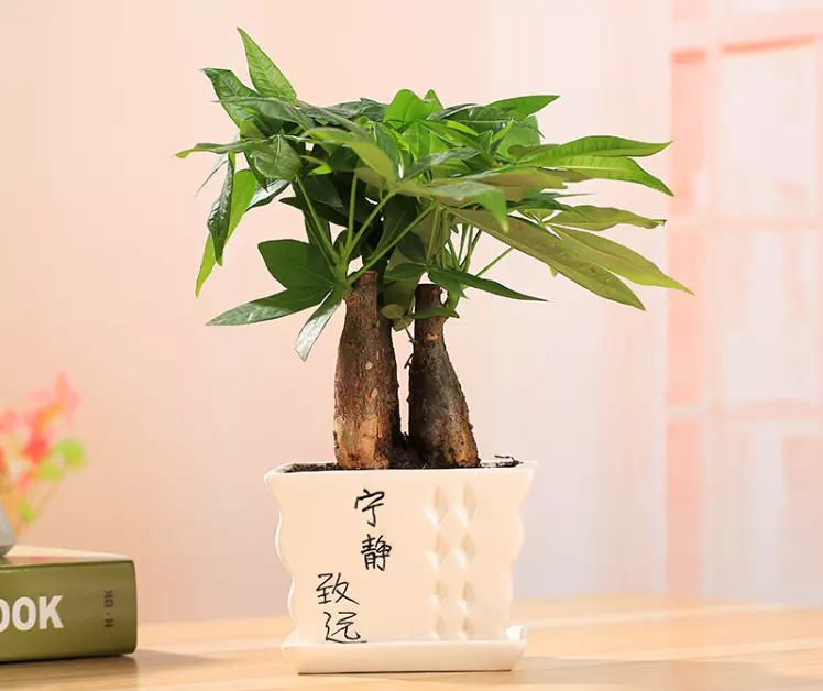 1、招財樹怎麼養才:怎樣養好招財樹？