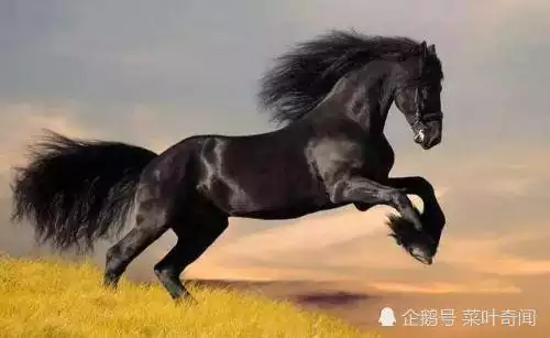 日行千里駿馬是什麼屬相：日行千里白龍馬我想知道這句話是什麼生肖