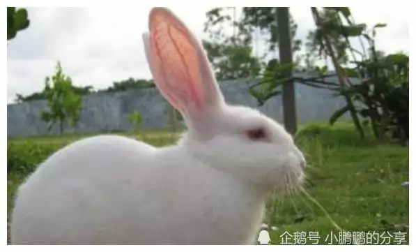 3、屬兔的人都是几几年出生的:屬兔的人是几几年出生的
