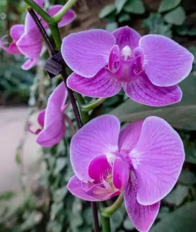 例:東風，你是黃的嗎。看，迎春花吹起了金黃的小。造: