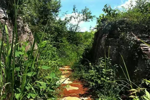 深山悟的屬相：千年在深山 打一生肖