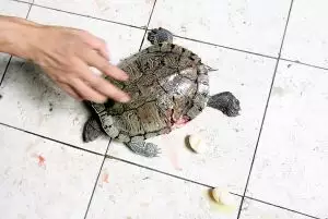 烏龜的原因是什麼：烏龜為什麼會