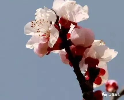 5、免費八字測桃花:八字，幫忙測算是否有桃花