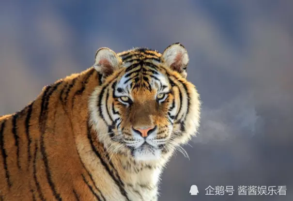 年屬相是什麼：請問年屬相是什麼