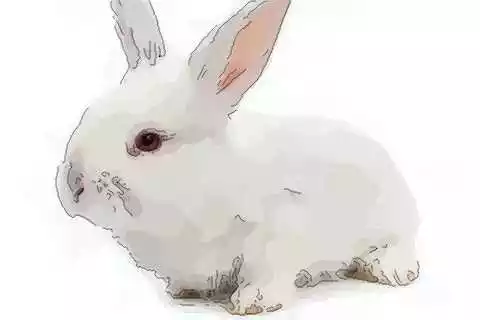 1、屬兔人進入34歲好不好:屬兔的過了33歲就順了
