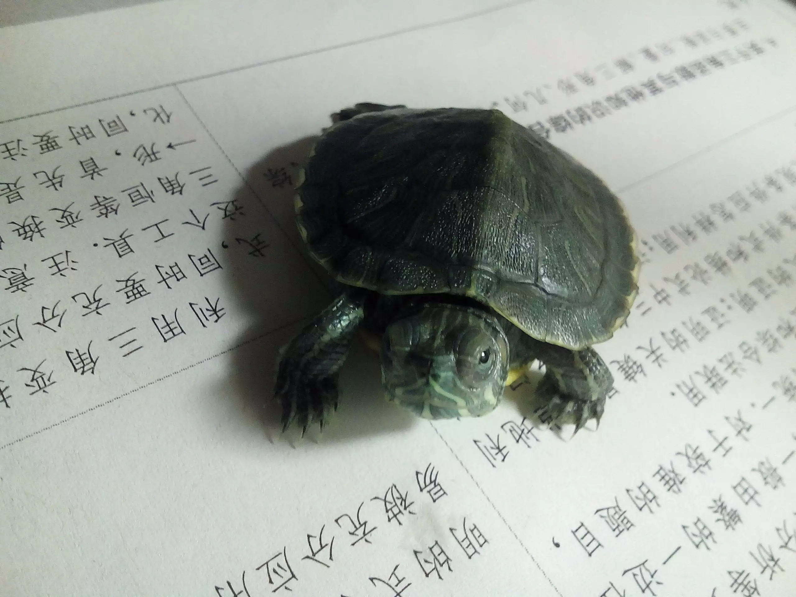 小烏龜適合放在家裡什麼位置：烏龜放在家裡什麼地方好