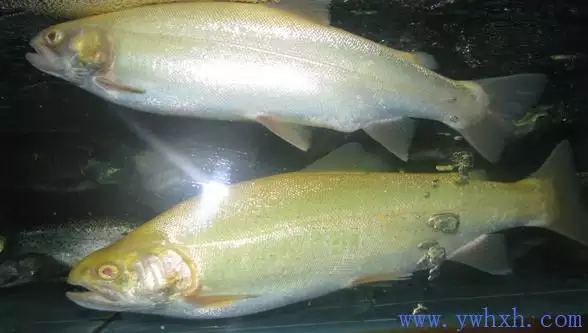 女人夢見一條大魚是什麼意思：做夢夢見抓了一條大魚然後那條魚變成了女人