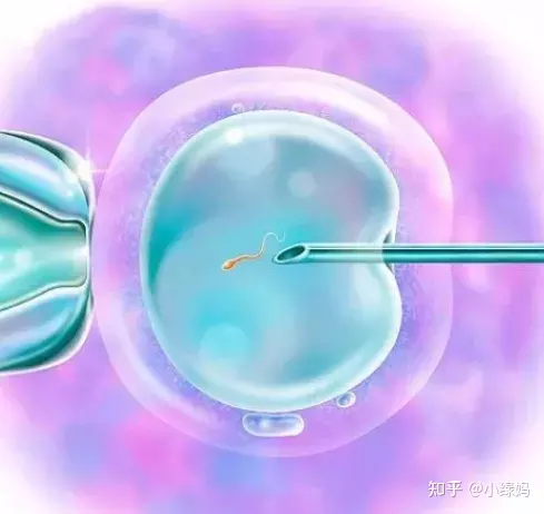 2、y在哪個季節最活躍:y存活時間有多久