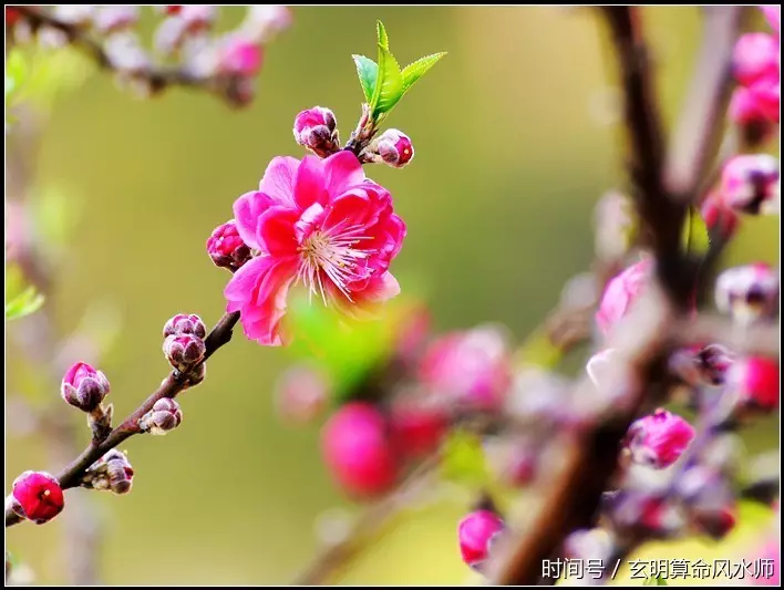 屬相時辰犯桃花對照表：命里犯桃花是什麼意思