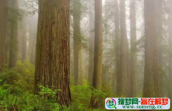 6、松桑木命與大林木命婚姻相配嗎？我是73年的的松桑木，我現在馬上要娶親的未婚妻是88年的大林木，我
