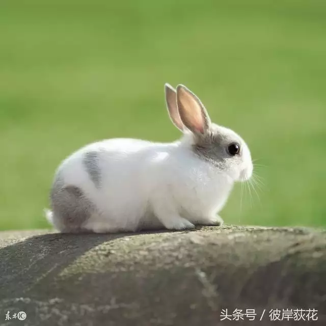 3、屬兔女很命苦:天生命苦，註定要勞碌一生的生肖女都有哪些？
