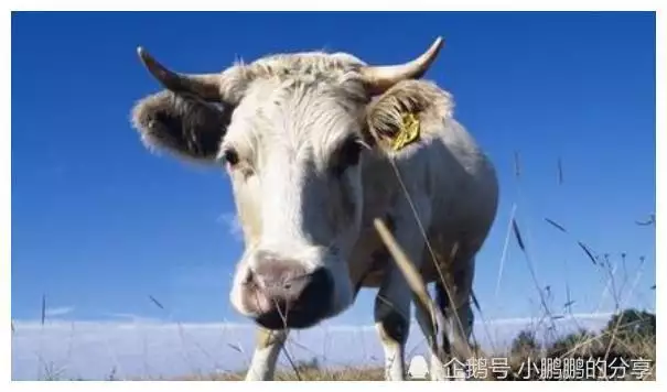 2、屬牛人哪天出生:牛寶寶哪天出生的