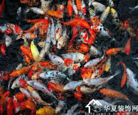 夢見手抓活魚什麼意思：夢見抓魚是什麼徵兆？