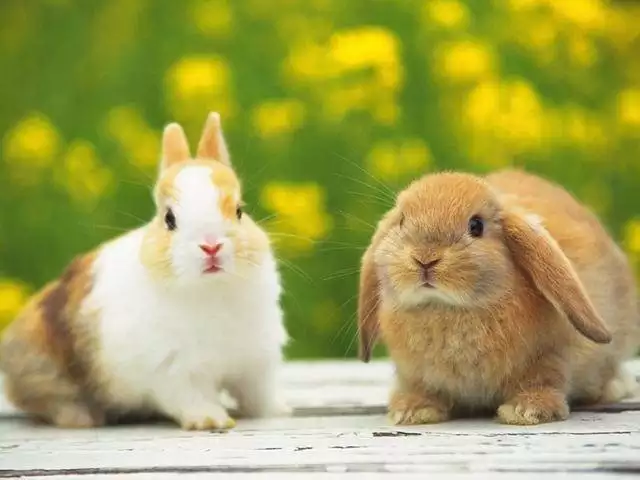 2、屬虎的人和屬兔的人合不合:屬虎和屬兔能交往嗎