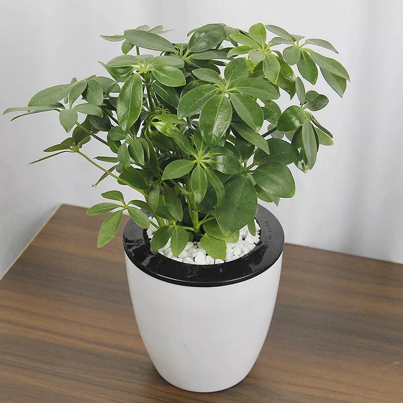 5、屬虎的幸運花和旺財花:我屬虎生肖家裡應該種什麼花