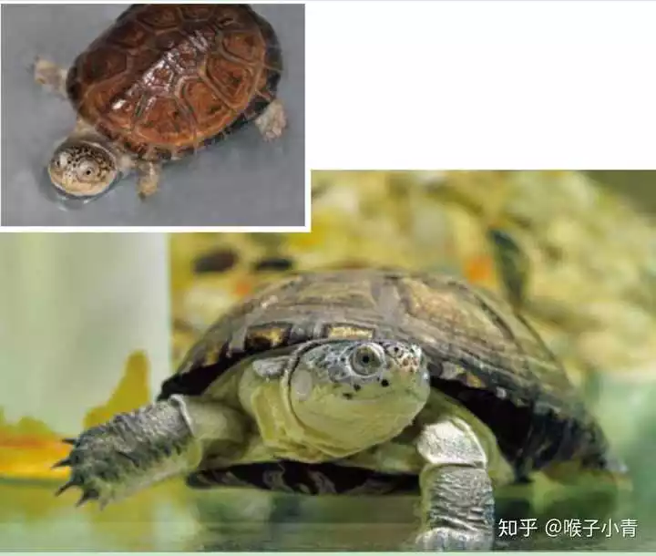 養龜的4個屬相和什麼屬相最配：養龜與風水 風水魚養幾條合適 屬龍和什麼屬相最配