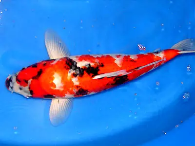 屬相屬豬的人養幾條魚：養幾條魚最招財