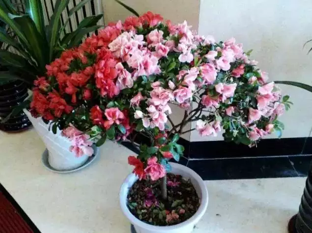 2、讓自己旺財最有效的方法放花:花瓶里放什麼最旺財？