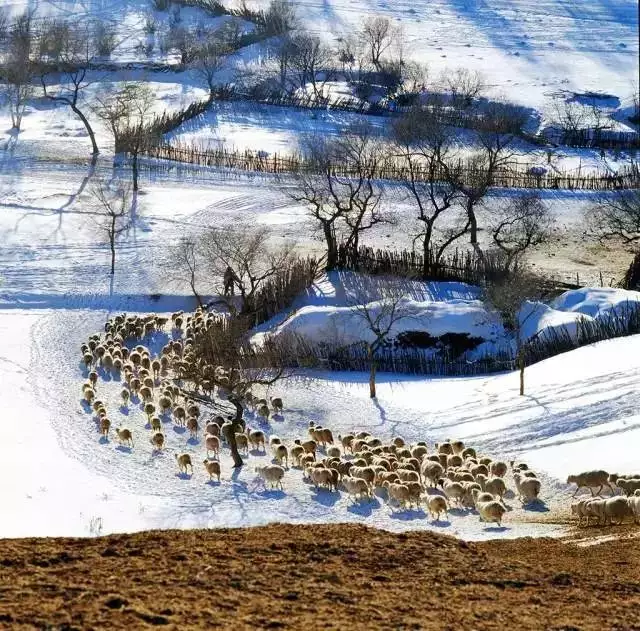 北國風景一片雪是什麼屬相：北國風景一片雪的生肖是什麼？