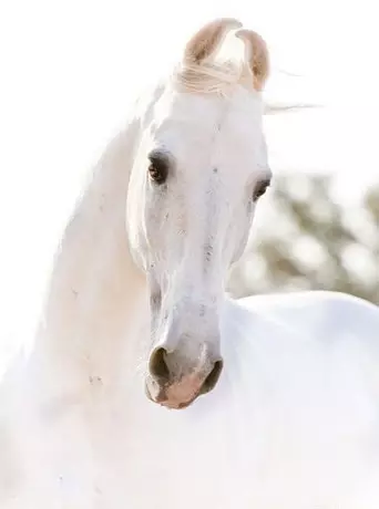 3、馬是怎麼樣配:馬和馬屬相相配嗎？