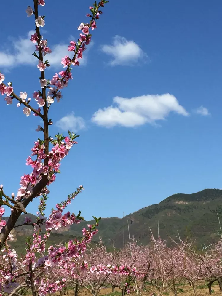 花紅柳綠美如畫的屬相：江南水鄉春來早，花紅柳綠美如畫。 是什麼生肖？