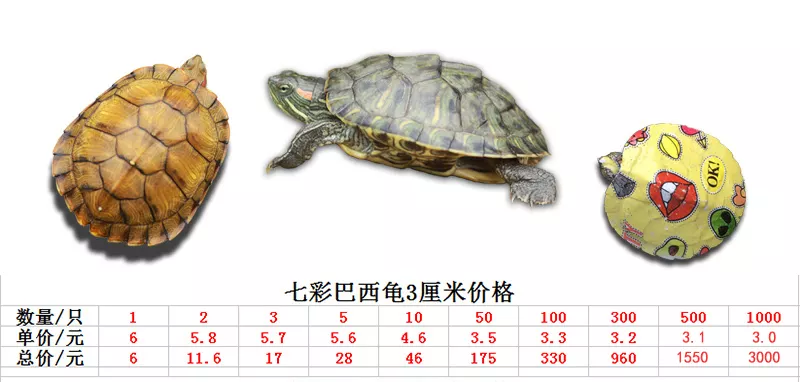 小烏龜干吧死了還能活嗎：小烏龜死了怎樣救活？