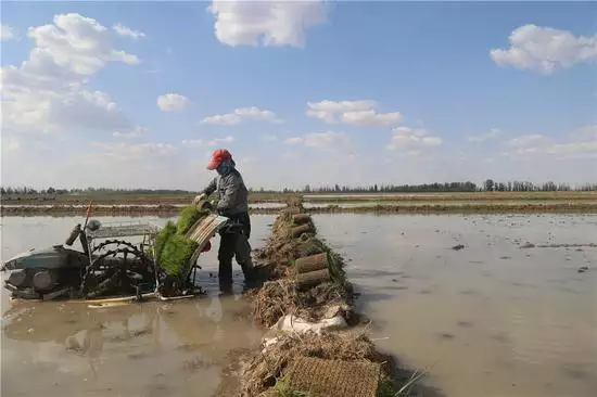 夢見在水稻田裡抓到活魚：我夢見自己在水稻田裡抓魚，是什麼意思？
