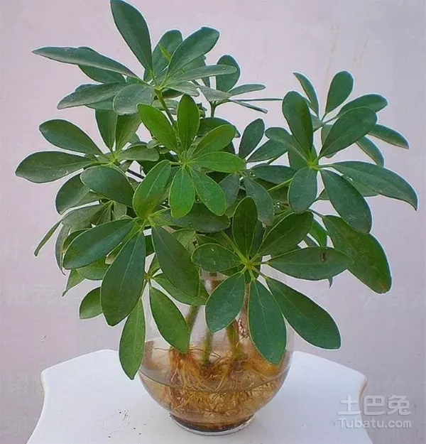 屬虎的今年種什麼植物：屬虎的今年種什麼花