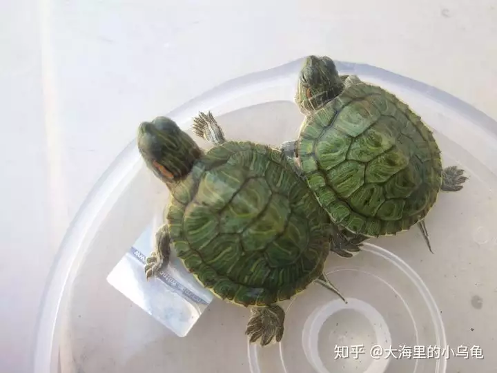 1、男人養烏龜有什麼說法:為什麼有的男人很喜歡烏龜，烏龜對他來說有什麼意義嗎？